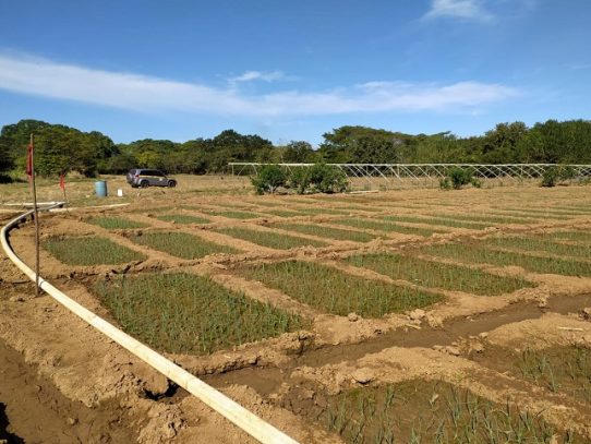 Coclé incrementará 30 hectáreas más de producción de cebolla