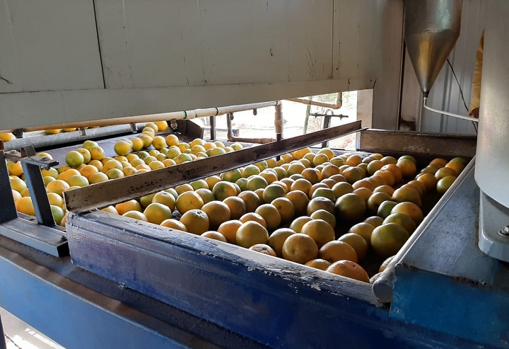 Coclé exportará naranja valencia hacia Isla Guadalupe
