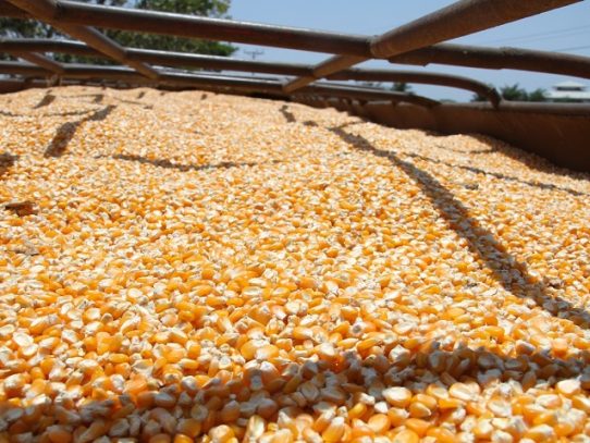 Cadena agroalimentaria de maíz coordina inicio de la zafra