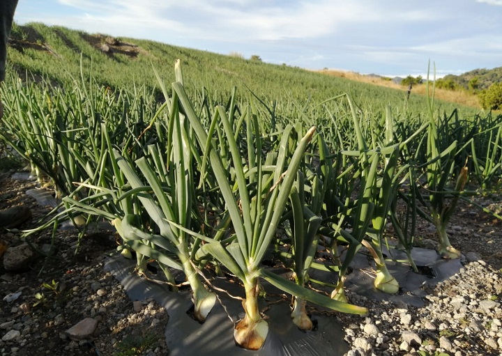 Cadena de cebolla acuerda importar 9 mil quintales para cubrir febrero