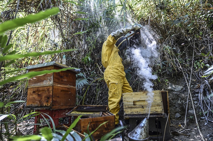 Un agrotóxico vetado en Europa aniquila a las abejas en Colombia