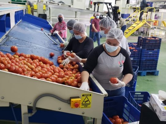 Productores chiricanos recibieron apoyo para la venta de tomates