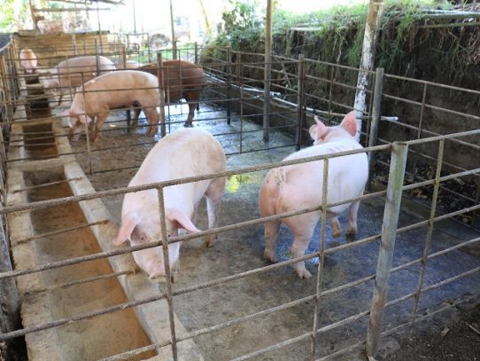 Ministro Valderrama anuncia la compra de un millón 100 mil libras de carne de cerdo para Panamá Solidario