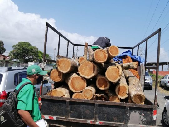 Decomisan tuca en Panamá Norte en acción de Mi Ambiente y Policía Nacional