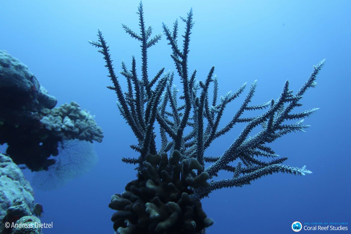 Medio billón de corales: primer recuento mundial impulsa a repensar los riesgos de extinción