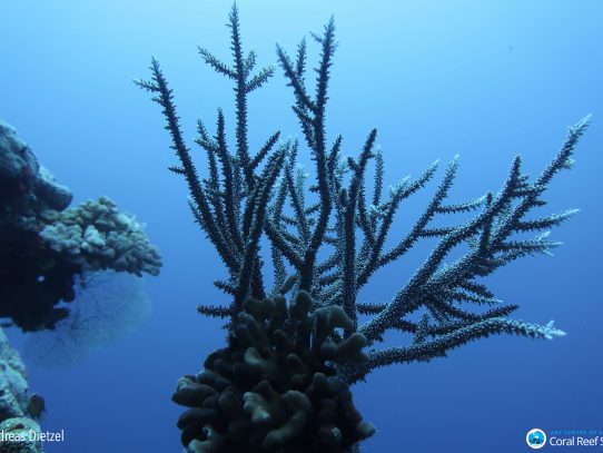 Medio billón de corales: primer recuento mundial impulsa a repensar los riesgos de extinción