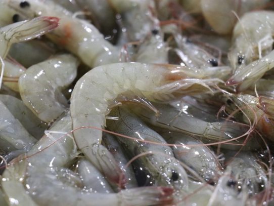 Exportaciones de bienes alcanzan su mayor nivel histórico en 2025