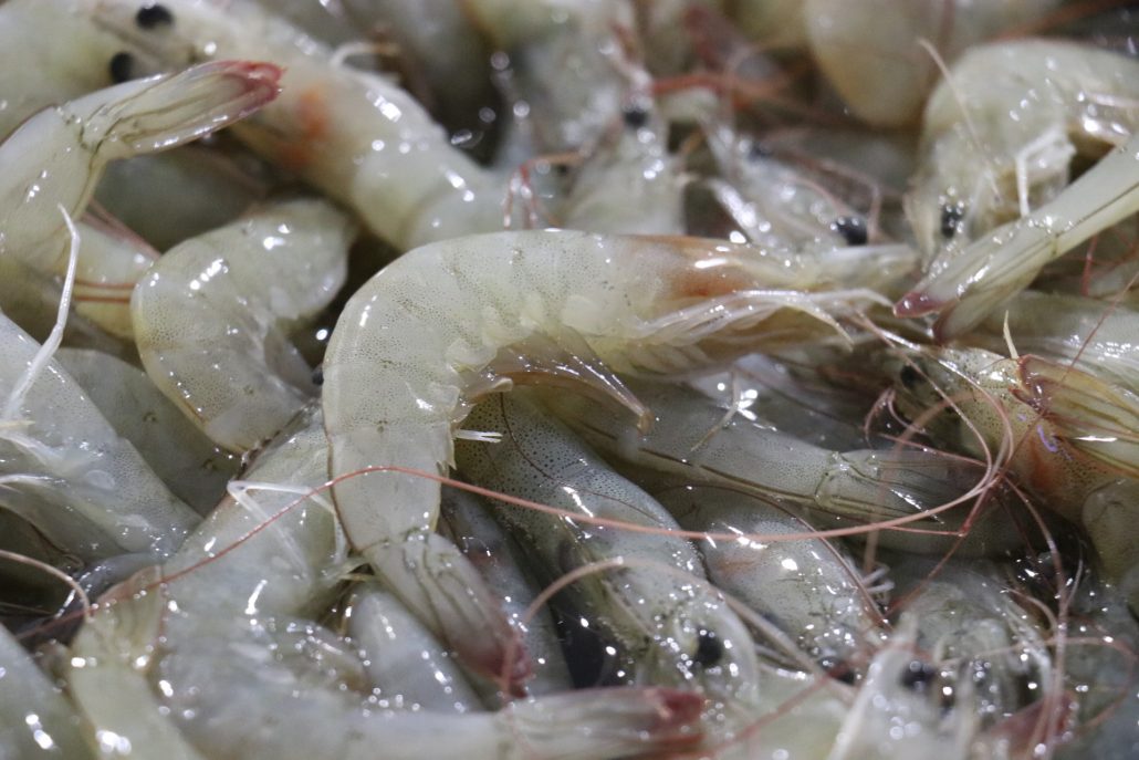 Exportaciones de bienes alcanzan su mayor nivel histórico en 2025