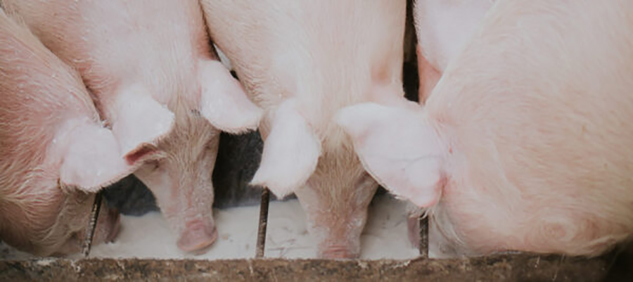 Panamá protege porcinocultores frente al tratado comercial con EE UU