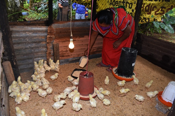 La avicultura a mediana escala, un emprendimiento que está empoderando a las mujeres rurales