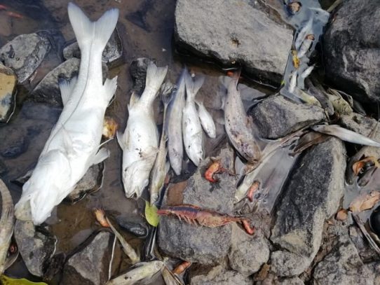 MiAmbiente evalúa daños por contaminación en el río Santa María