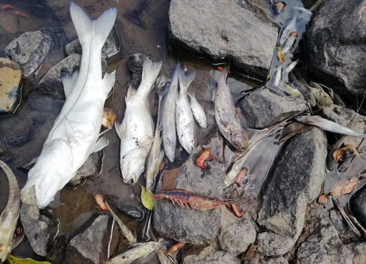 MiAmbiente evalúa daños por contaminación en el río Santa María