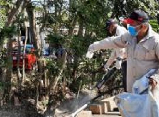 Minsa: Eliminar los criaderos fundamental para evitar el dengue