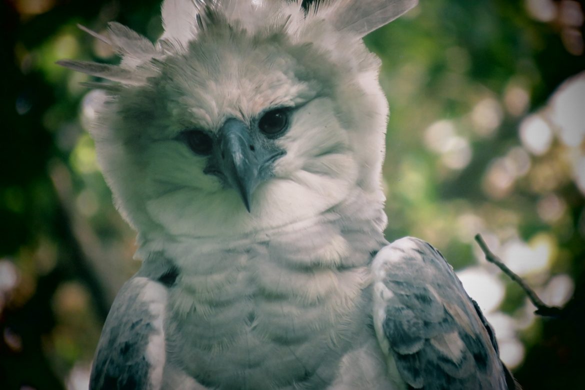 El Águila Harpía, en observación permanente por su majestuosidad