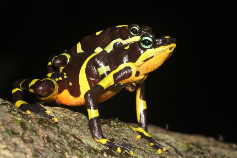 Descubierta en Panamá: nueva especie de rana