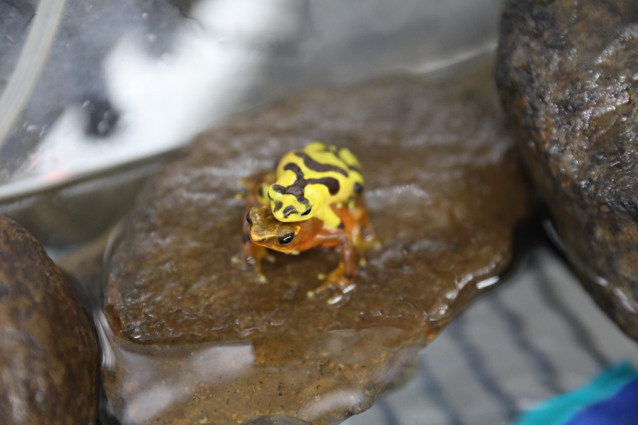 Damas Ranas Más de 2 mil ranas en cautiverio para su preservación – En Segundos Panama