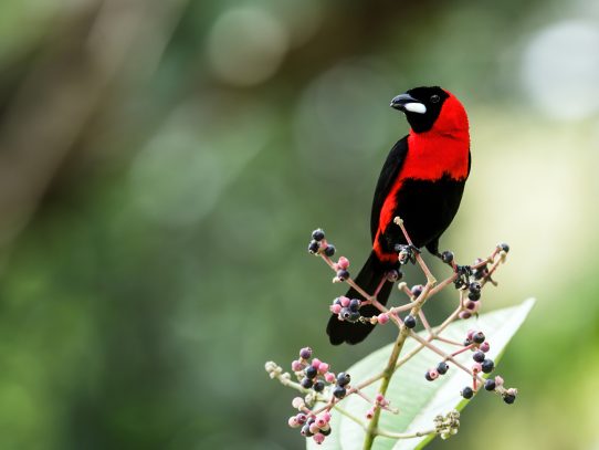 Algunas aves macho vuelan con colores falsos para atraer a sus parejas, según un estudio