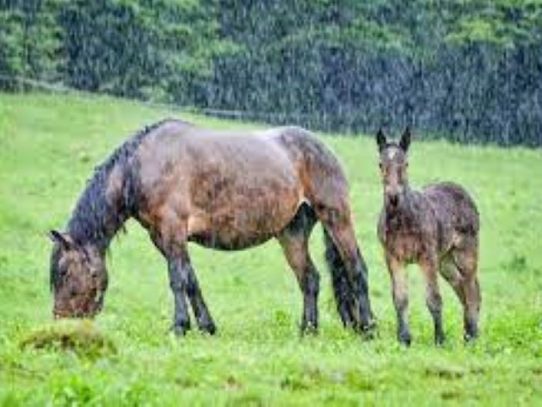 Alerta: Época de lluvias puede afectar la salud de los animales