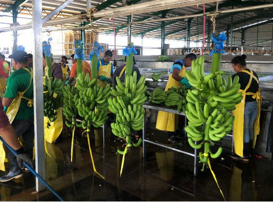 Países latinoamericanos cierran filas para defender su producción bananera