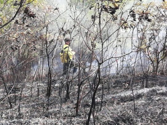 Incendio afectó plantación de pinos en Herrera
