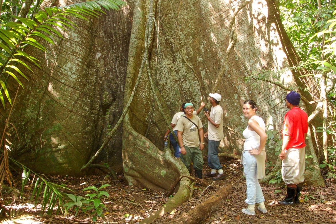 ¿Cómo responderán los árboles tropicales más grandes al cambio climático?