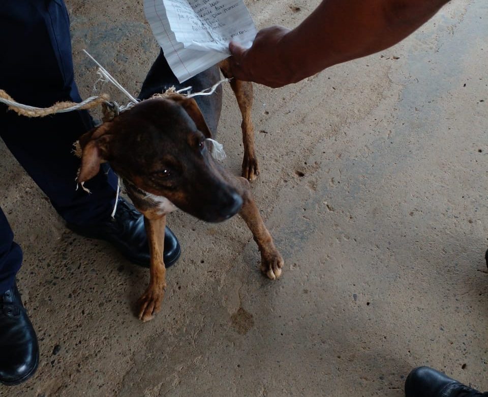 Primero un 'narcogato' ahora un 'perro mensajero' en cárcel panameña