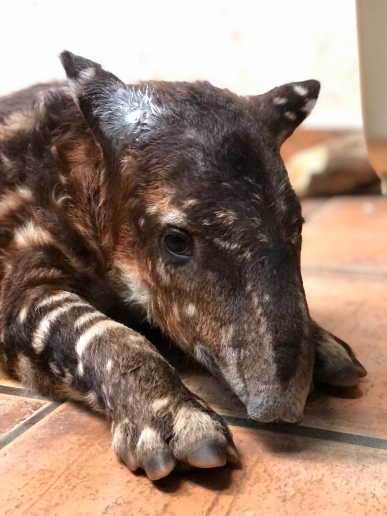 Rescatado un tapir en Darién
