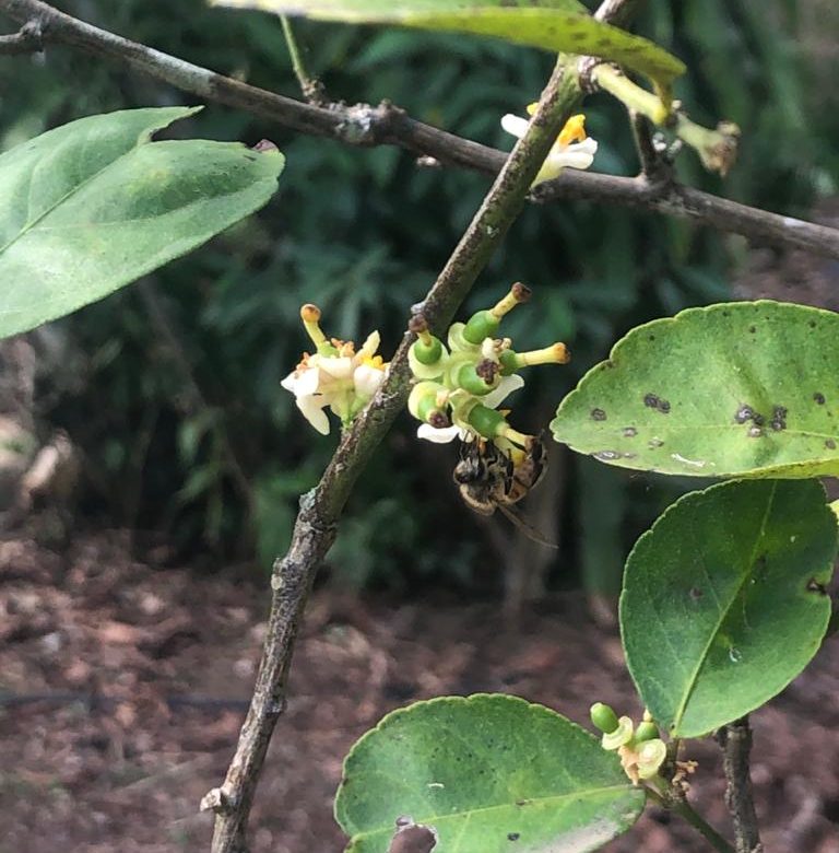 Evitemos que las abejas desaparezcan