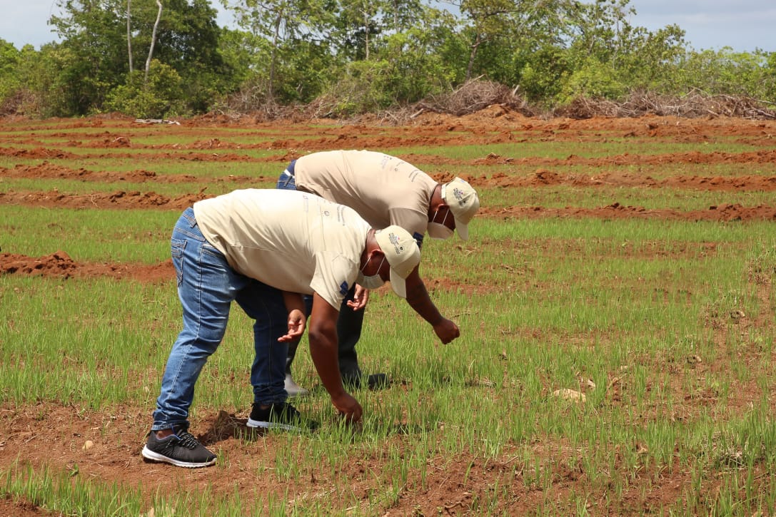 La Joya, primer penal del mundo en implementar la producción de arroz bajo en carbono