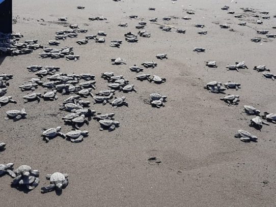 En Playa La Barqueta, liberan más de 31 mil neonatos de tortugas