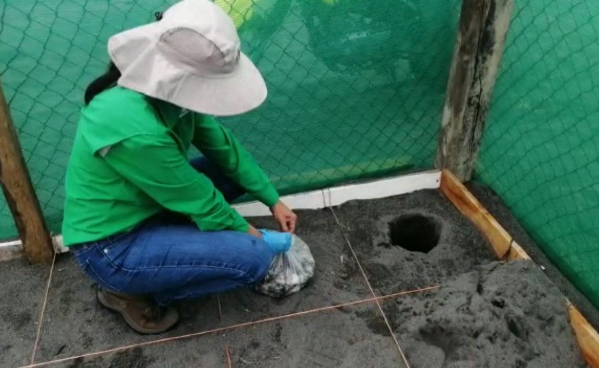 Inicia periodo de anidación de la tortuga lora en área protegida La Barqueta
