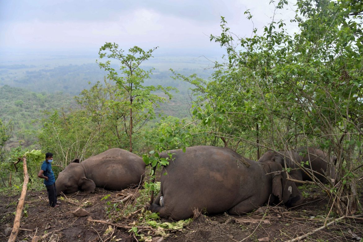 Hallados en India 18 elefantes muertos probablemente a causa de un rayo