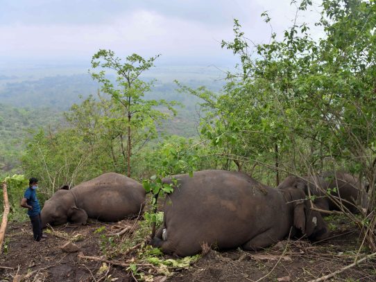 Hallados en India 18 elefantes muertos probablemente a causa de un rayo