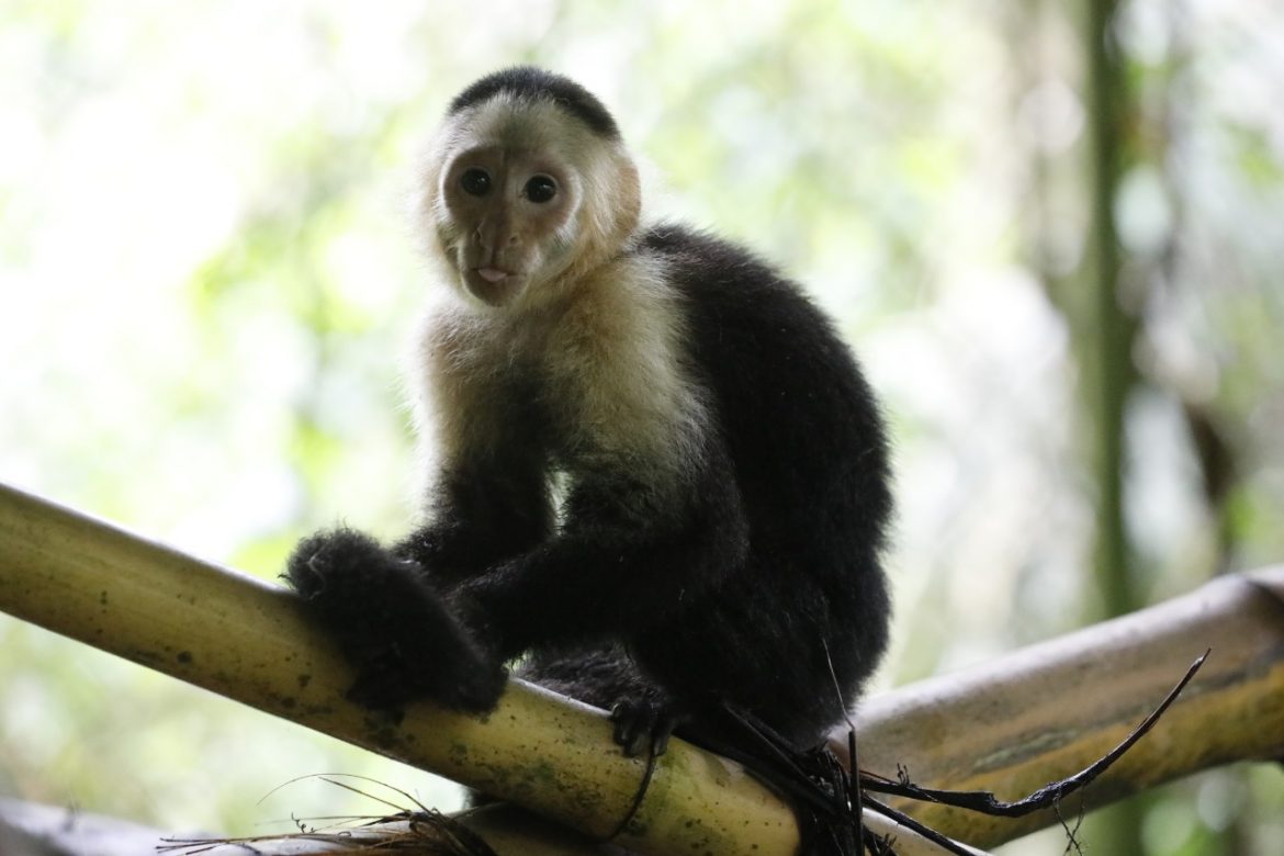 Decomisan primates en Panamá Oeste y Colón