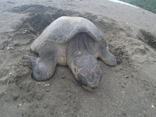 Nace más de 1 millón de tortugas en playas panameñas
