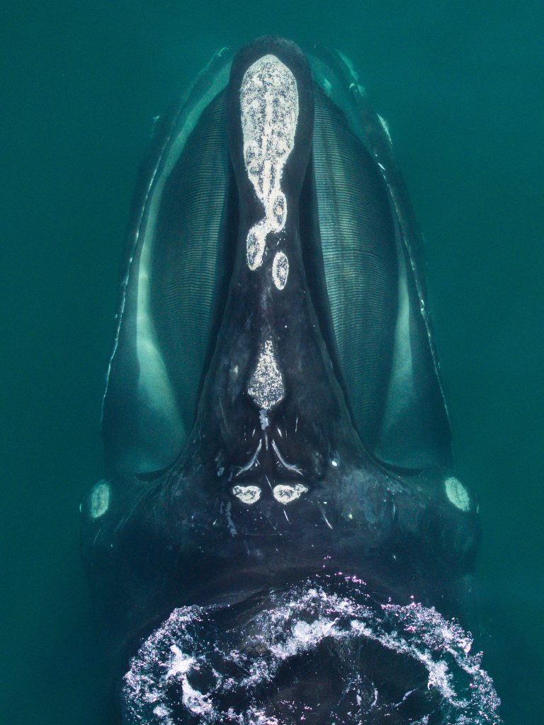Las ballenas glaciares están en peligro de extinción