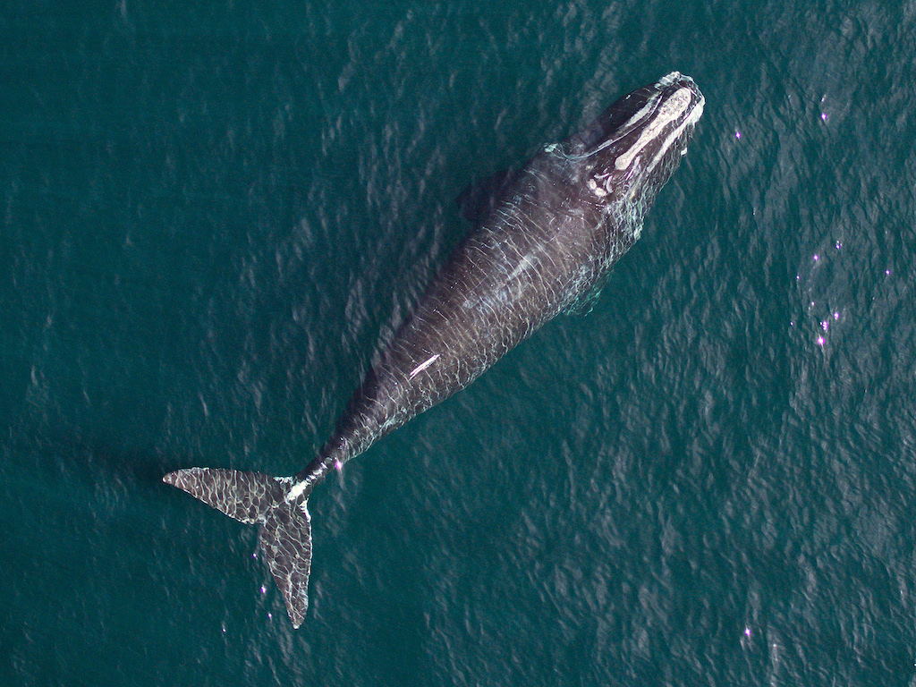 Al borde de la extinción, estas ballenas también se están encogiendo