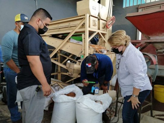 Gobierno compra 3,400 quintales de frijol chiricano para el Panamá Solidario