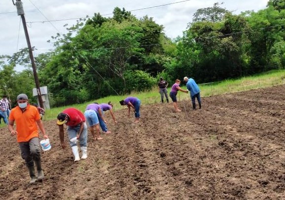 Privados de libertad de Llano Marín participan en siembra de arroz
