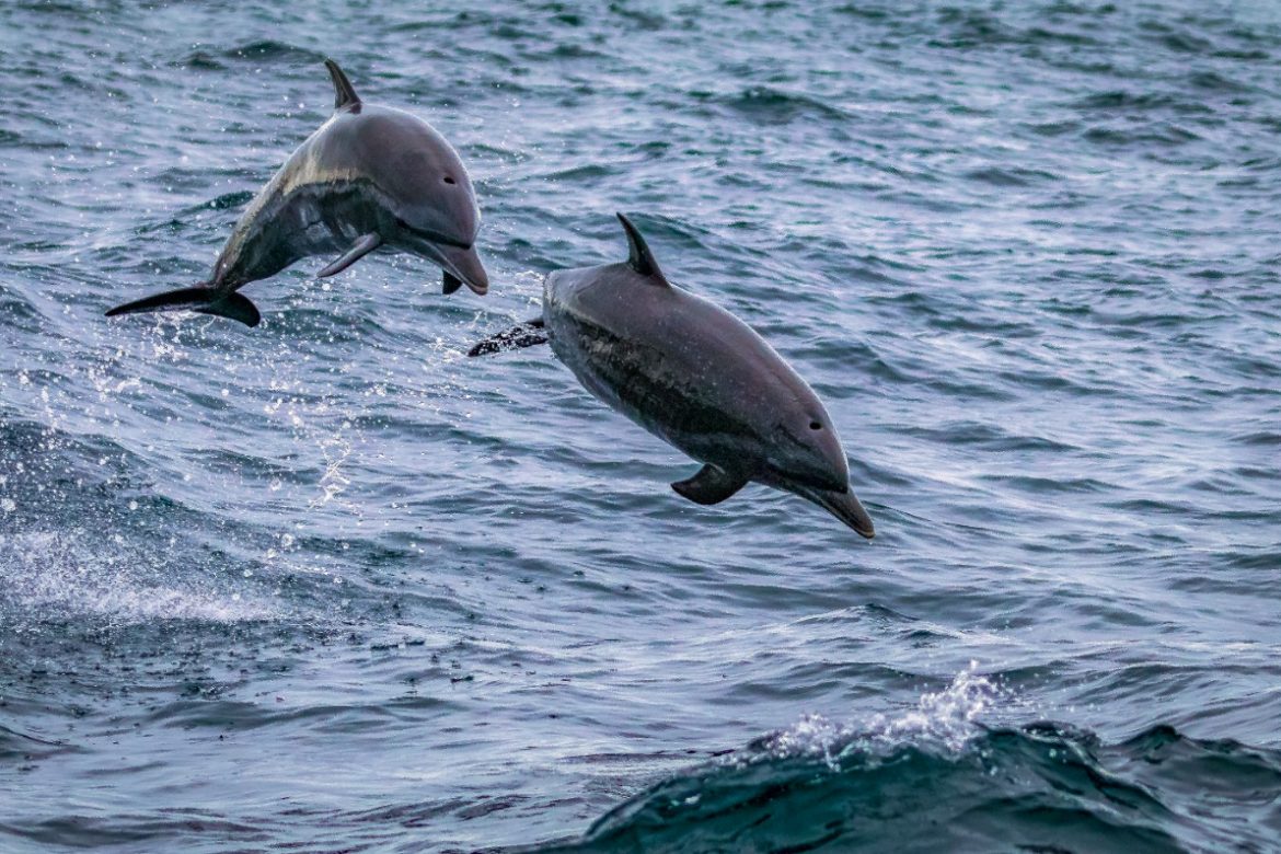 Los delfines vuelven al Tajo, en Lisboa, en unas aguas más limpias por la pandemia
