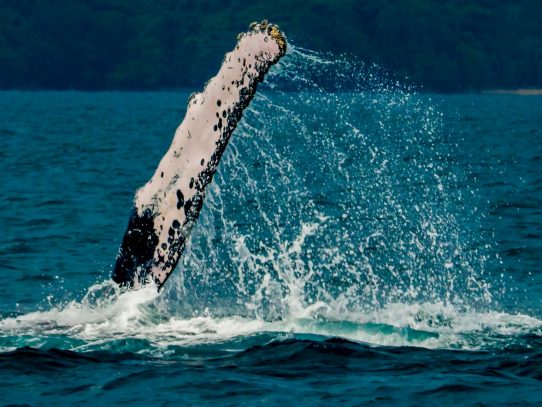 Avistamiento de ballenas impulsa el turismo en Pedasí
