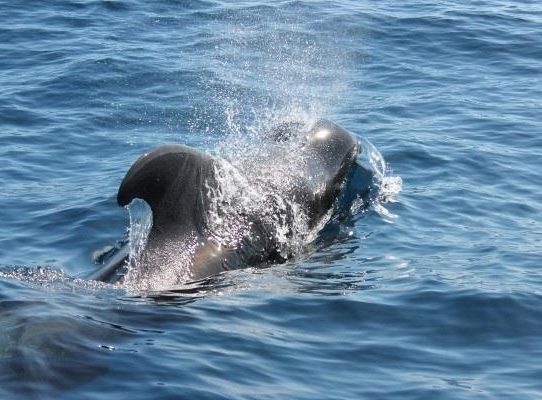 "Big data" para preservar a los cetáceos expuestos al avistamiento turístico