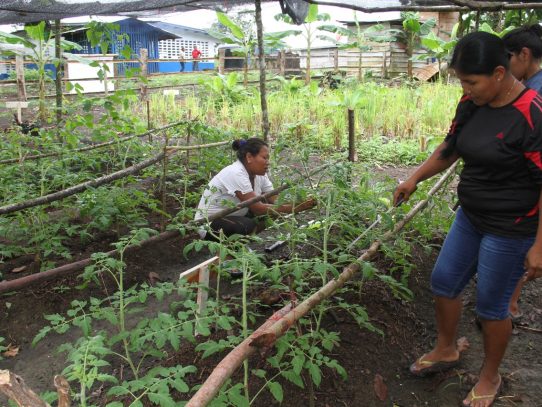 Gobierno apuesta a la agricultura familiar para reducir la pobreza extrema