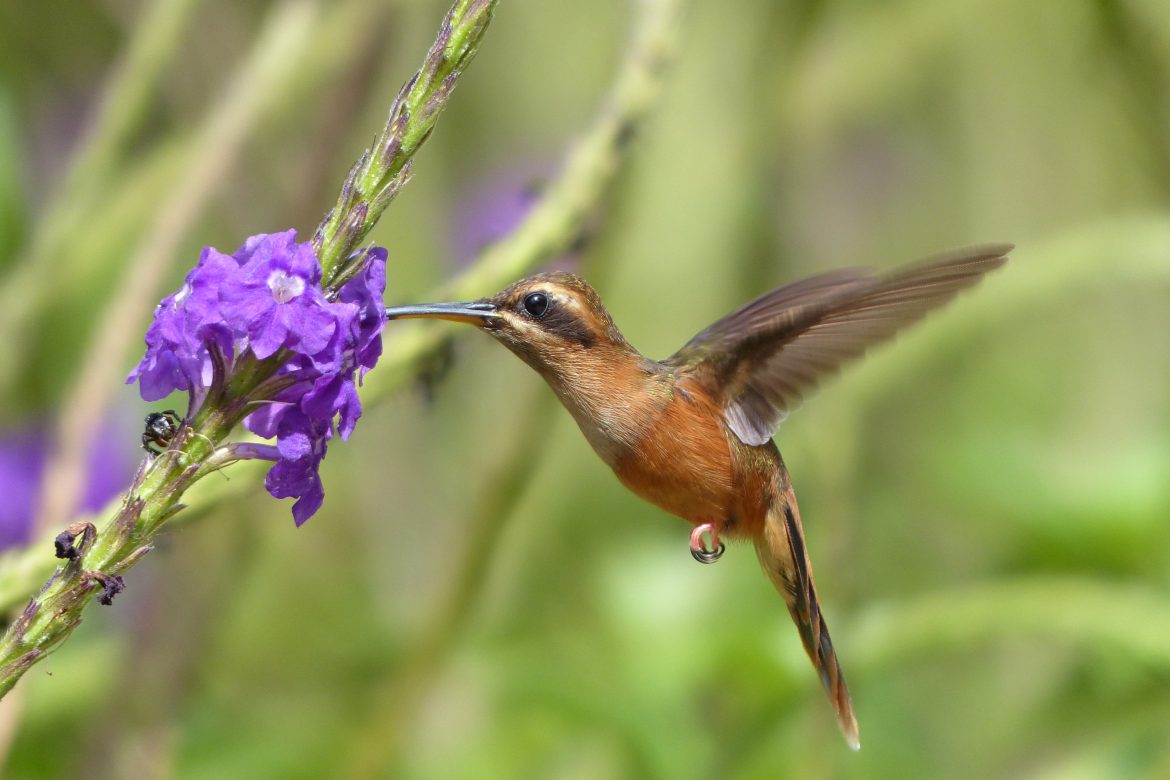 Pérdida de la biodiversidad a pesar de un siglo de protección