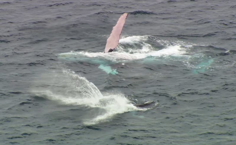 Comenzó la temporada de avistamiento de ballenas en Panamá