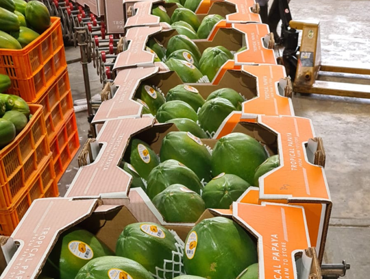 Dos contenedores de papaya panameña serán enviados a Estados Unidos