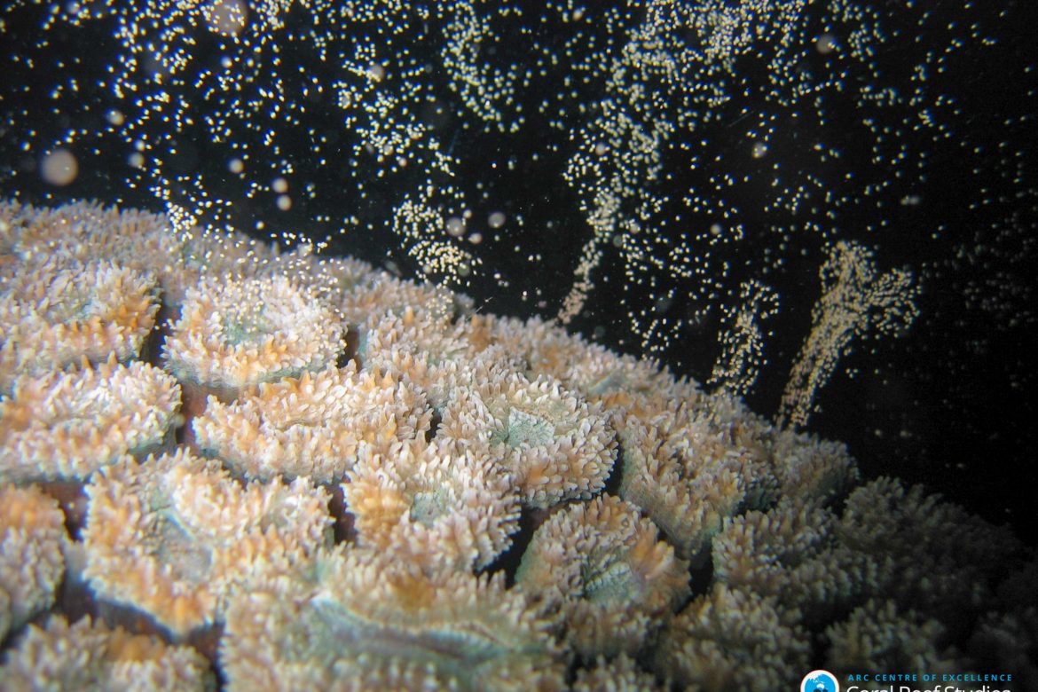 Los corales soportan más de lo que pensamos
