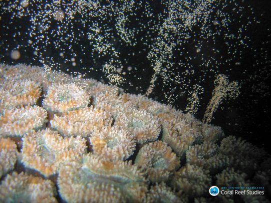 Los corales soportan más de lo que pensamos