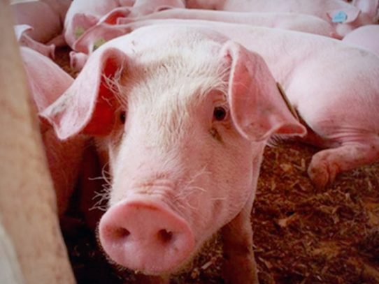 Censo de población porcina en Panamá, iniciará el lunes 6 de septiembre