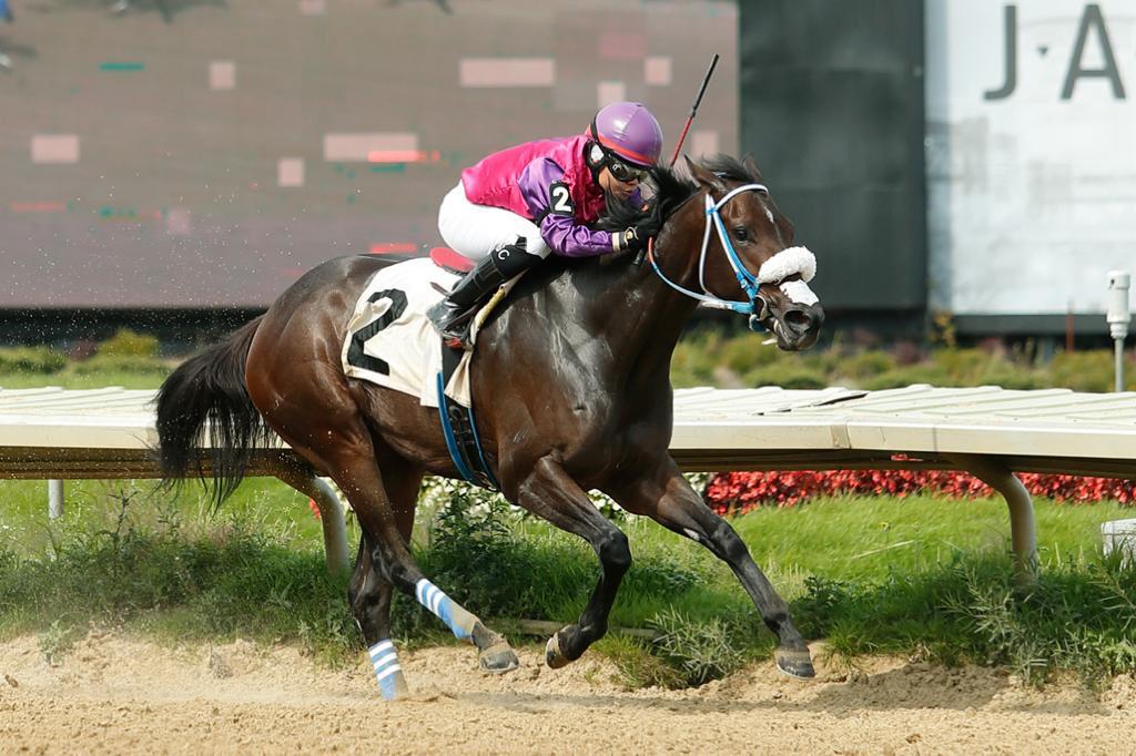 La jocketa panameña Yarmarie Correa sufrió accidente durante carrera hípica